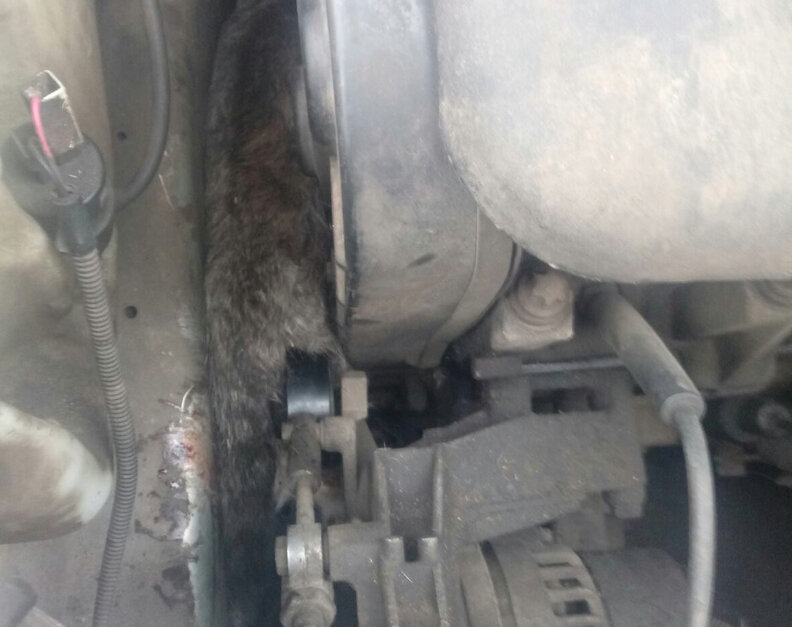 Кошечка под капотом, фото реальное.