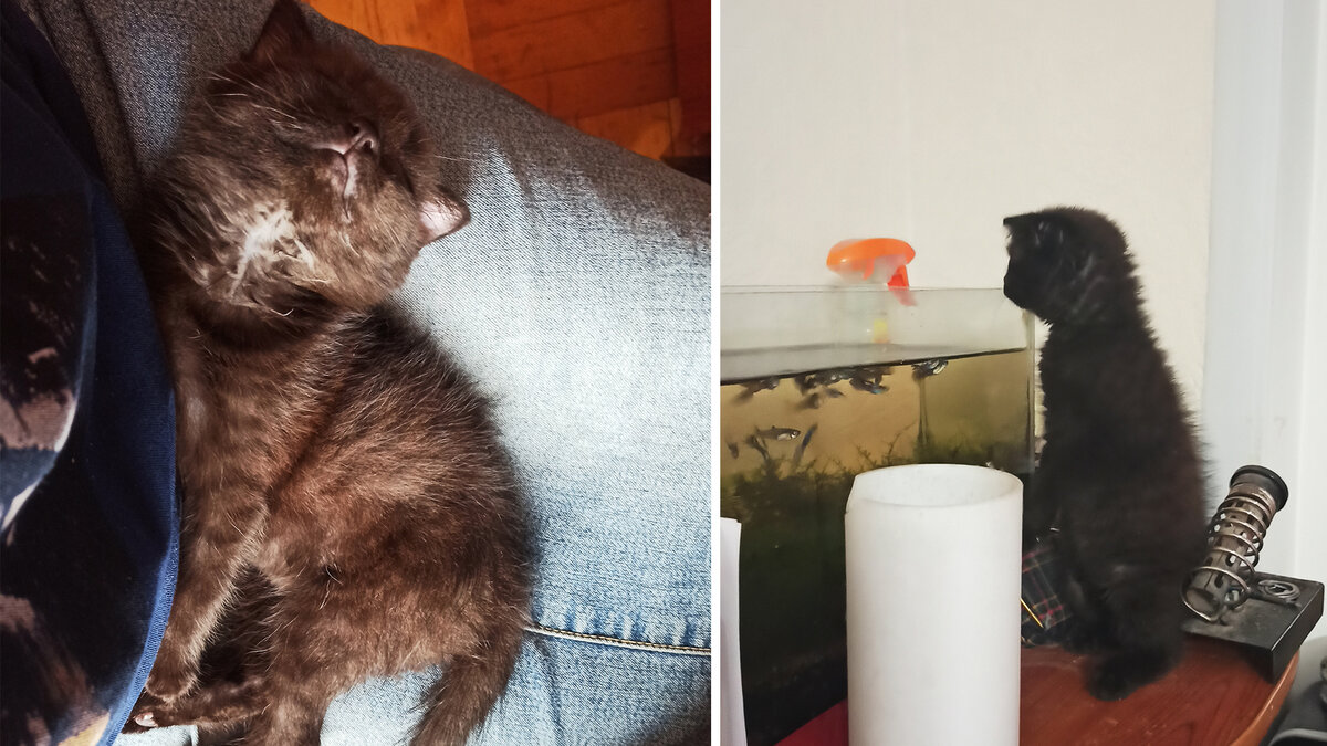 Котенок Муся