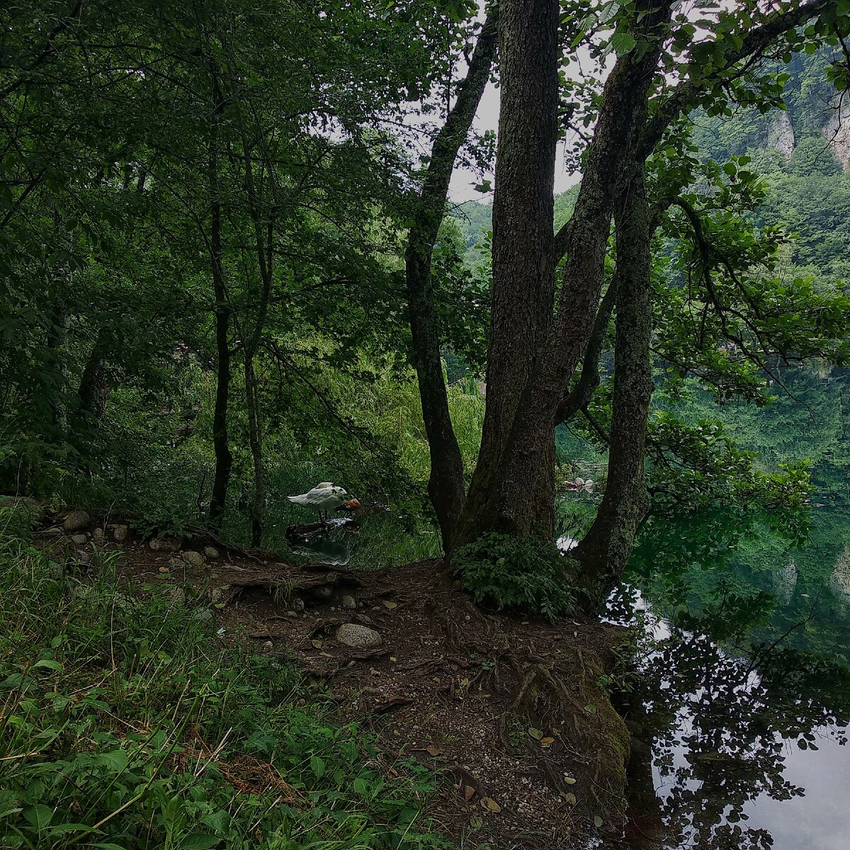 Лебеди на камне.