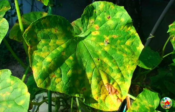 Ещё один пример пероноспороза на огурцах