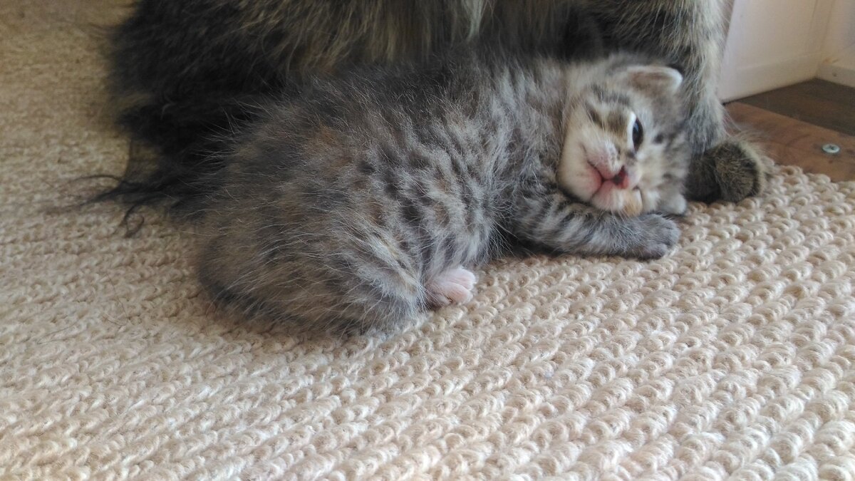 Пятнашке две недели