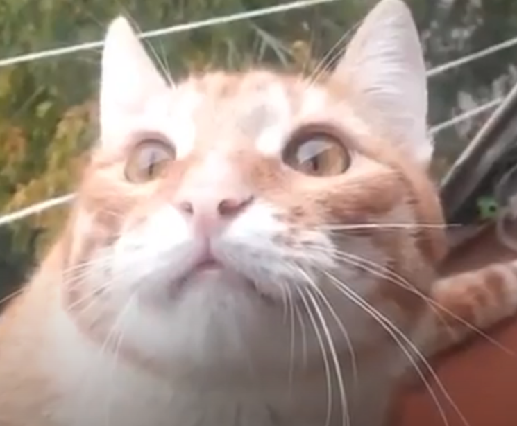 Забавные и смешные животные