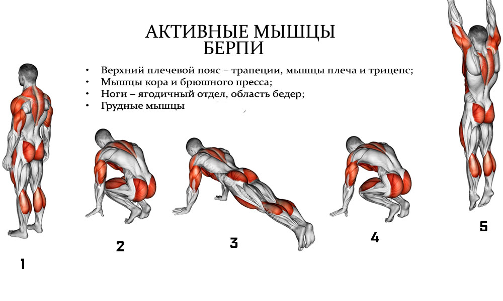 Сколько раз тренировать группу мышц. Алмазные отжимания какие мышцы задействованы. Бёрпи техника выполнения для мужчин. Мышцы задействованные при отжимании. Мышцы задействованные при отжимании от пола.