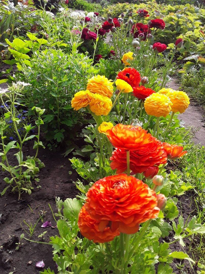 Июнь 2020 - цветение ранункулюсов в моем саду