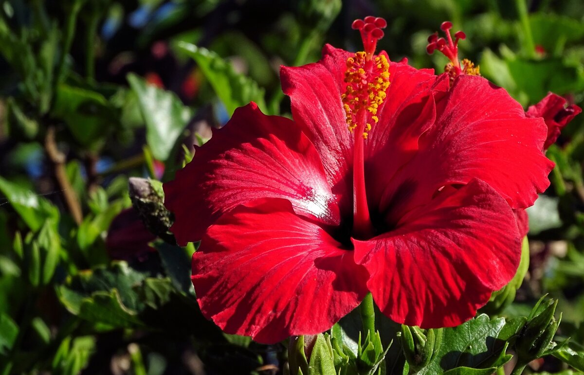 Источник фото: rusteaco.ru