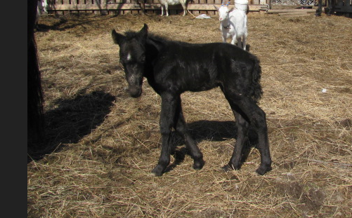 Лесик. Фото автора