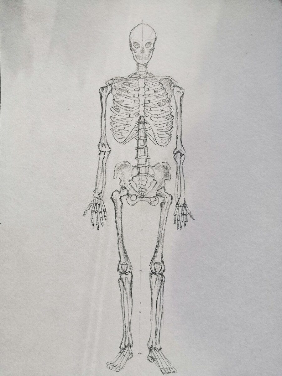 Как нарисовать скелет карандашом поэтапно