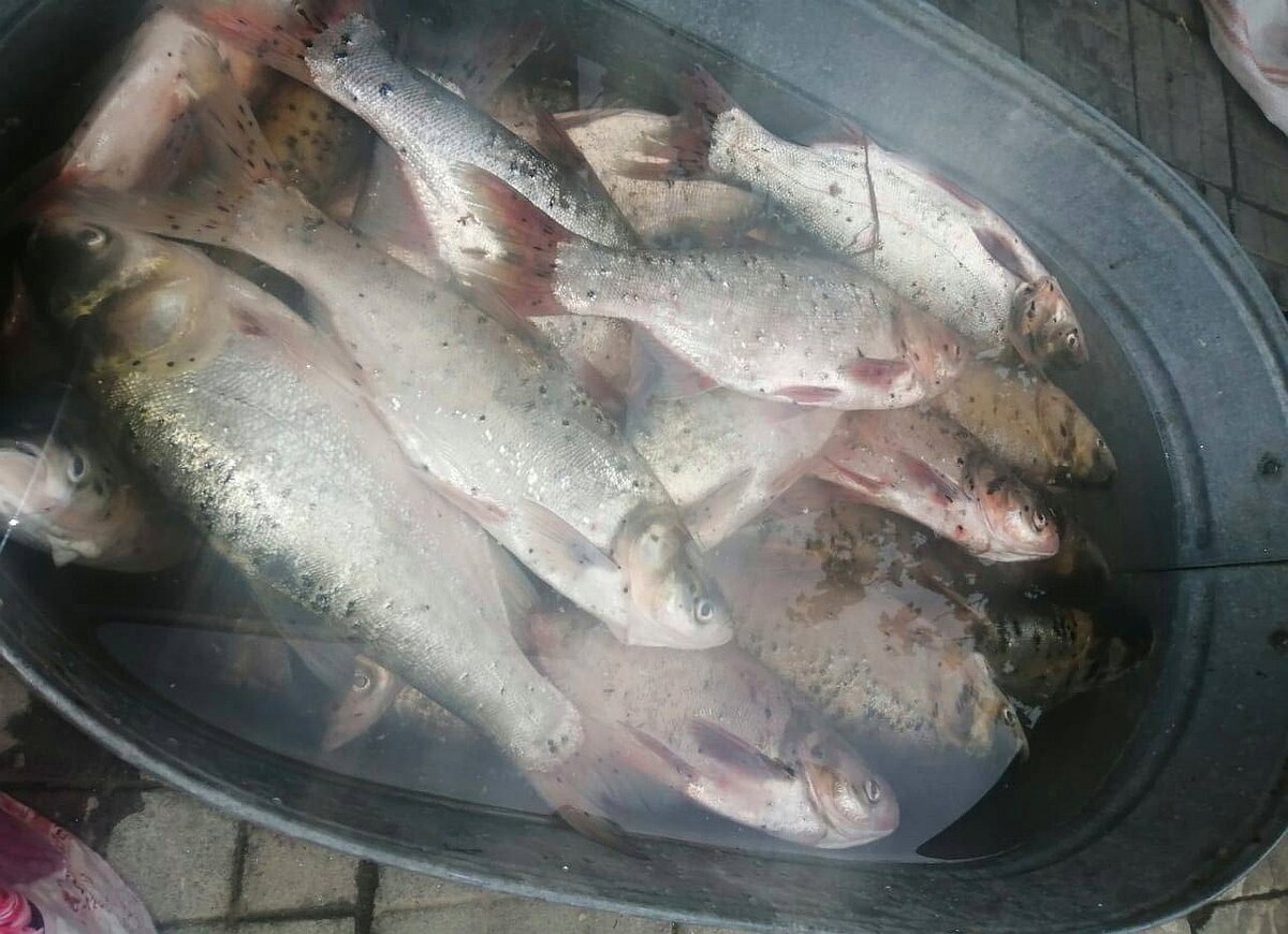 Толстолобы и карпы