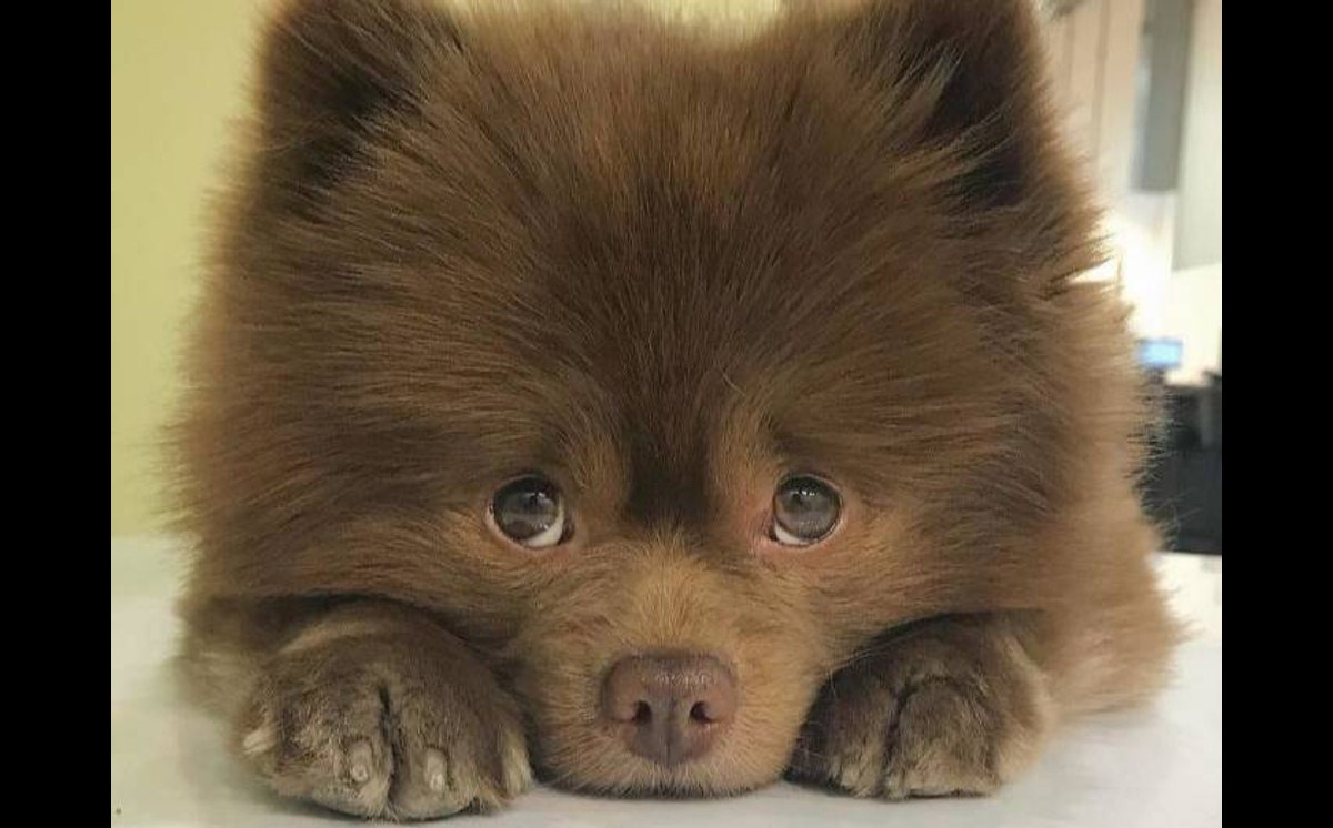 © Instagram / bertiebertthepom