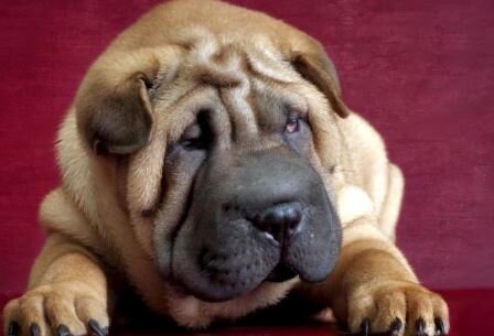 Собака породы шарпей