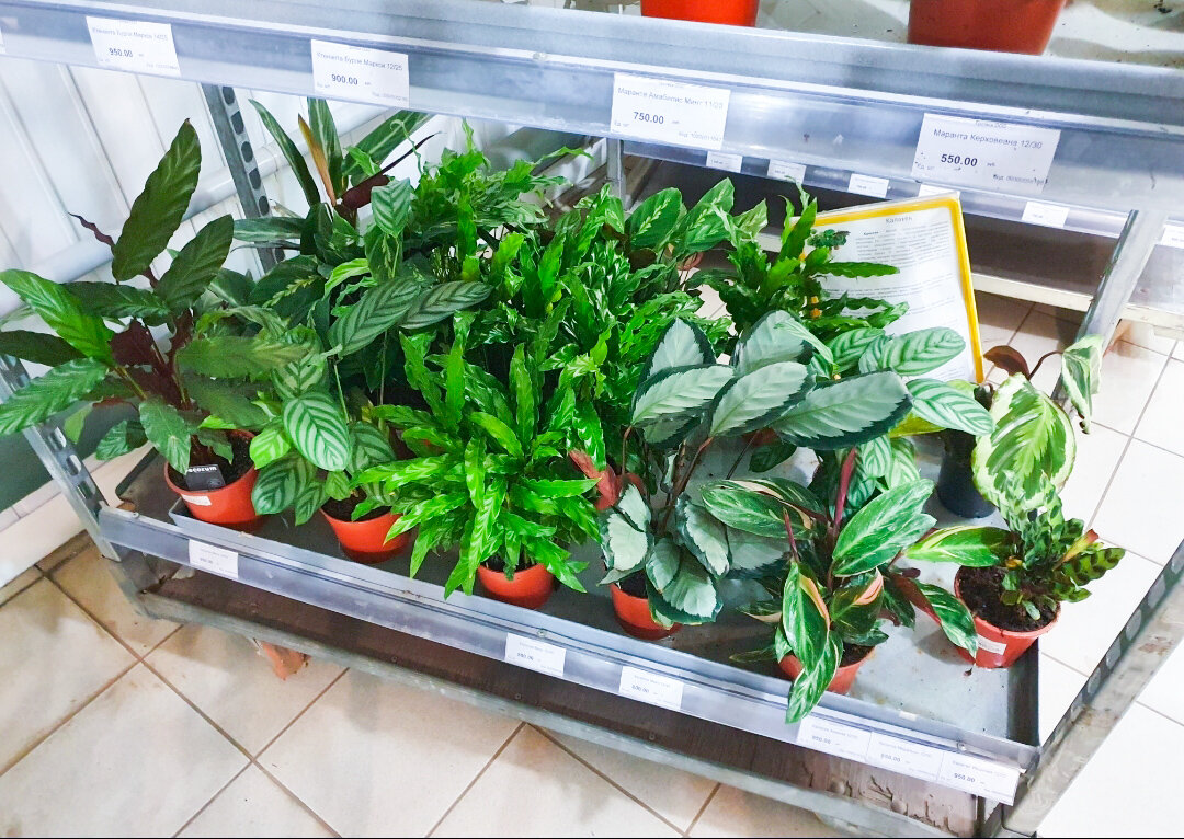 Калатеи очень здорово смотрятся, когда их много