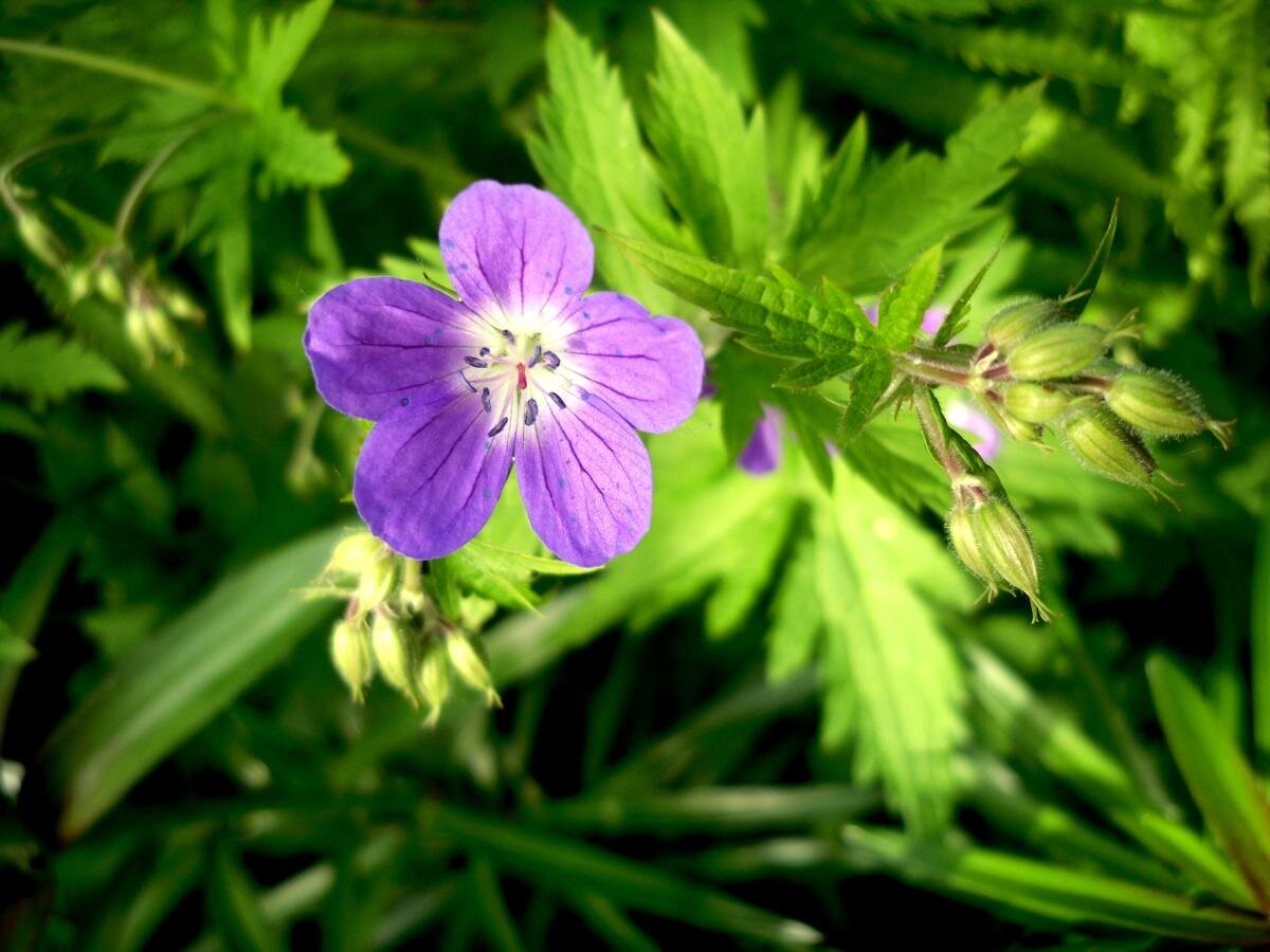 Дикая пеларгония. Герань Лесная (Geranium sylvaticum). Журавельник Луговой. Герань Лесная Mayflower. Герань Лесная Альба.