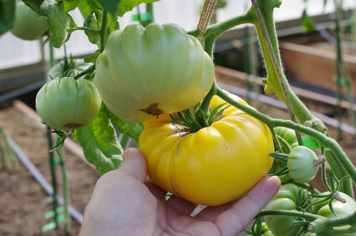 томаты прелесть отзывы