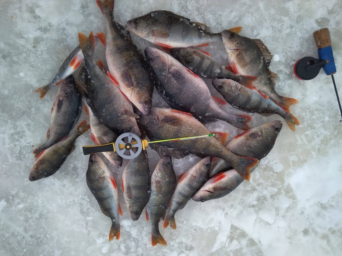 вот эту кучку  окуней удалось поймать буквально в течении 20 минут на мормышку с одной лунки)