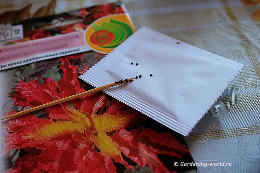 Как сеять семена на рассаду — 4 ключевых правила