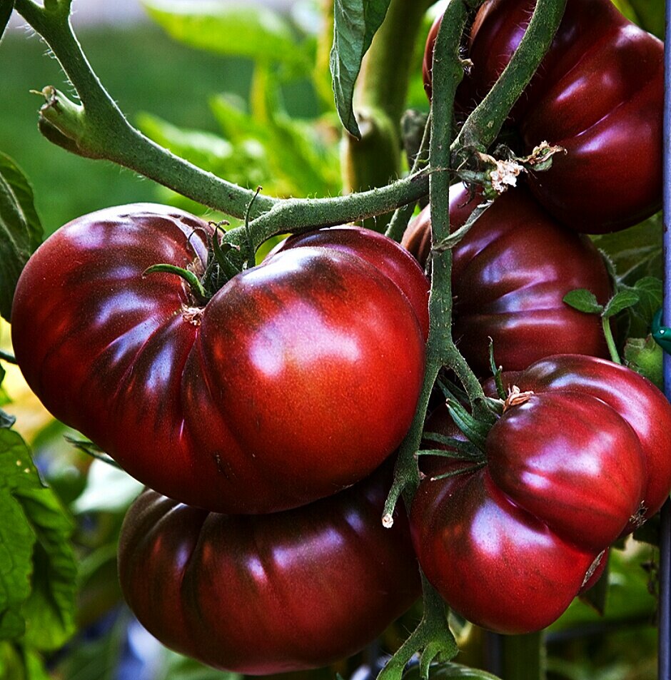 Чёрный Крым. collectiontomat.74