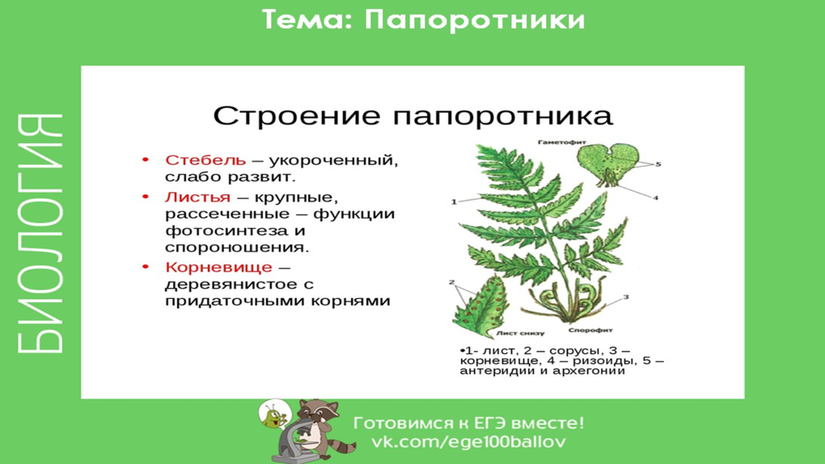 Вода для оплодотворения папоротников. Представители папоротниковидных. Признаки папоротниковидных растений. Отдел Папоротниковидные примеры. Папоротниковидные растения примеры.