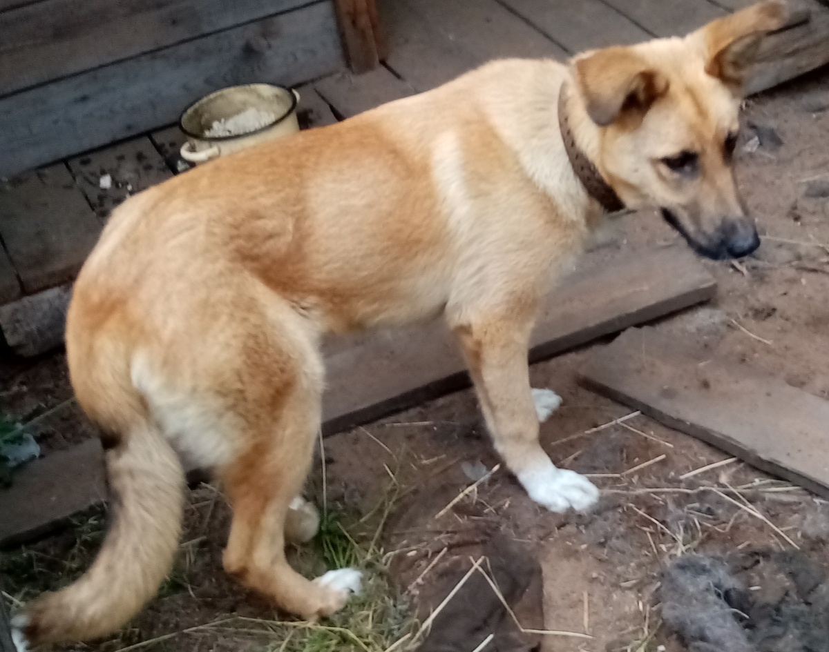 Вот такая она выросла, наша Грэта. Фото автора.