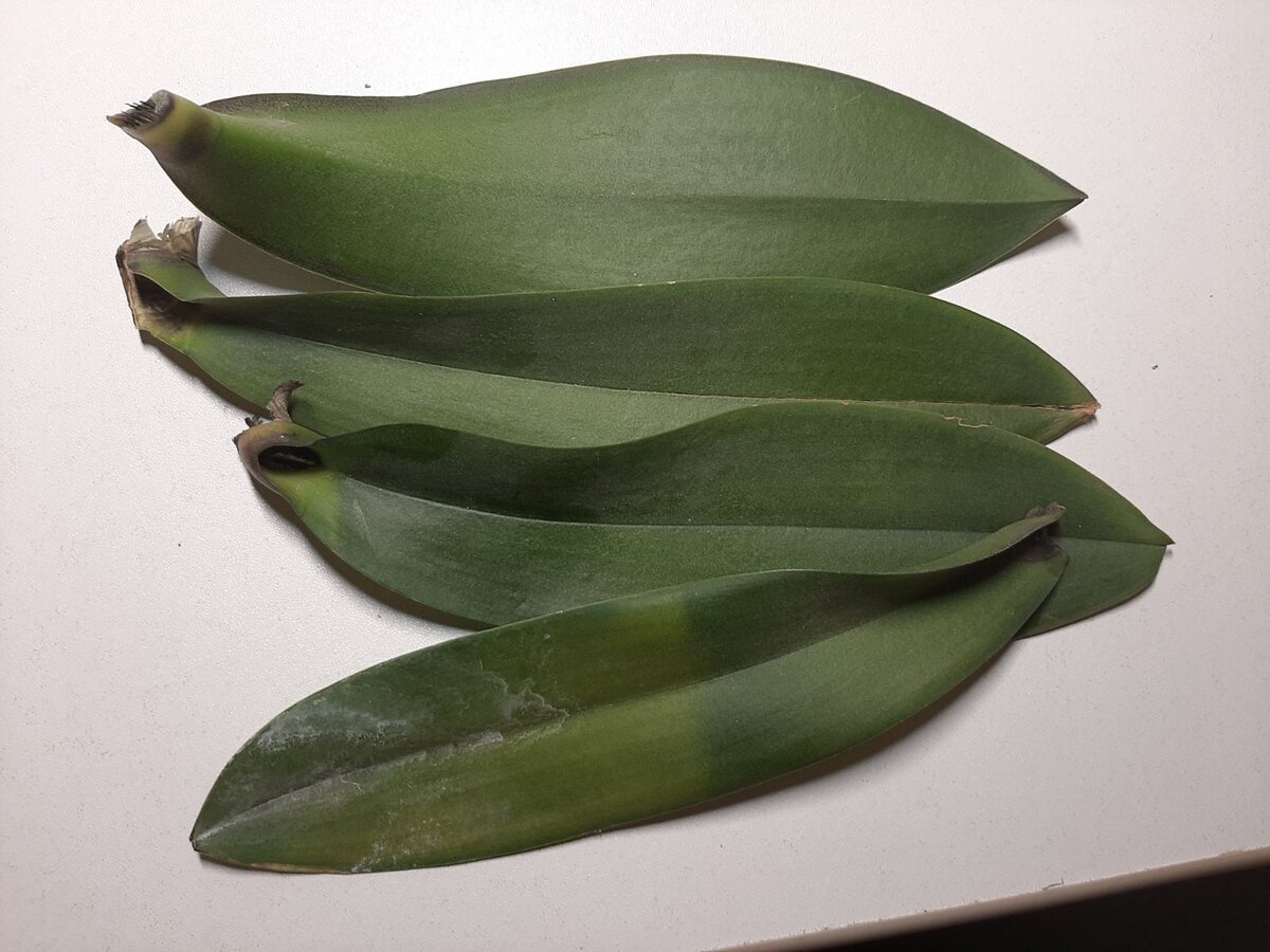 Тоже Акс Рей(((