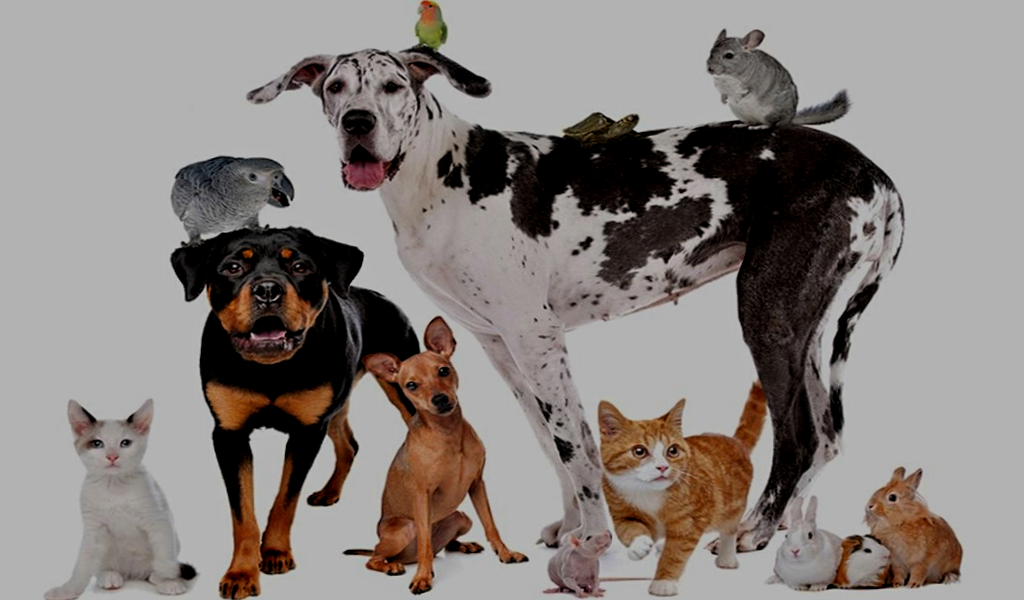 какое животное выбрать для квартиры