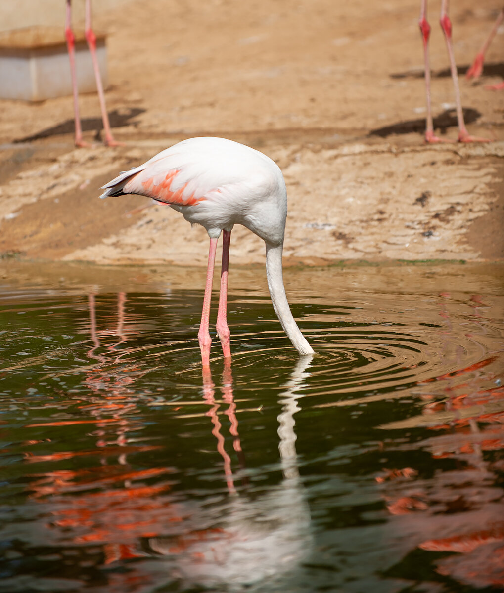 Птица явно не походила на наших лебедей. Ноги, как минимум отличались)))