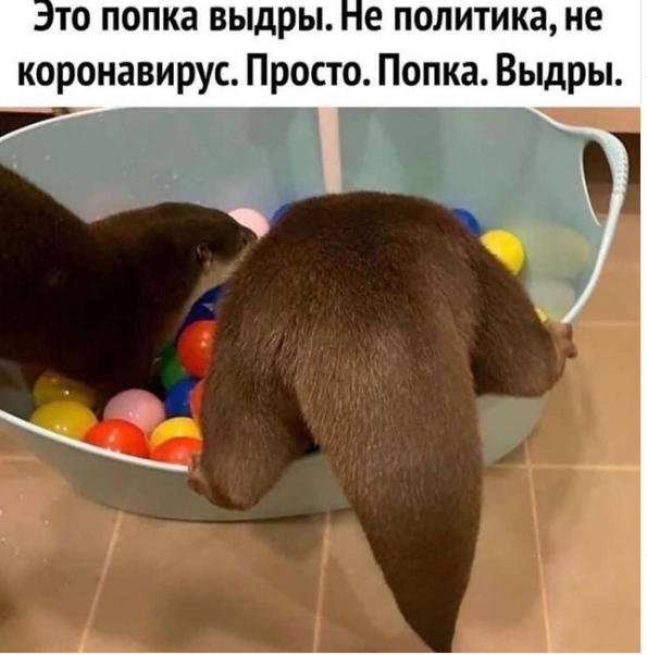 https://www.instagram.com/animals_huanimals/