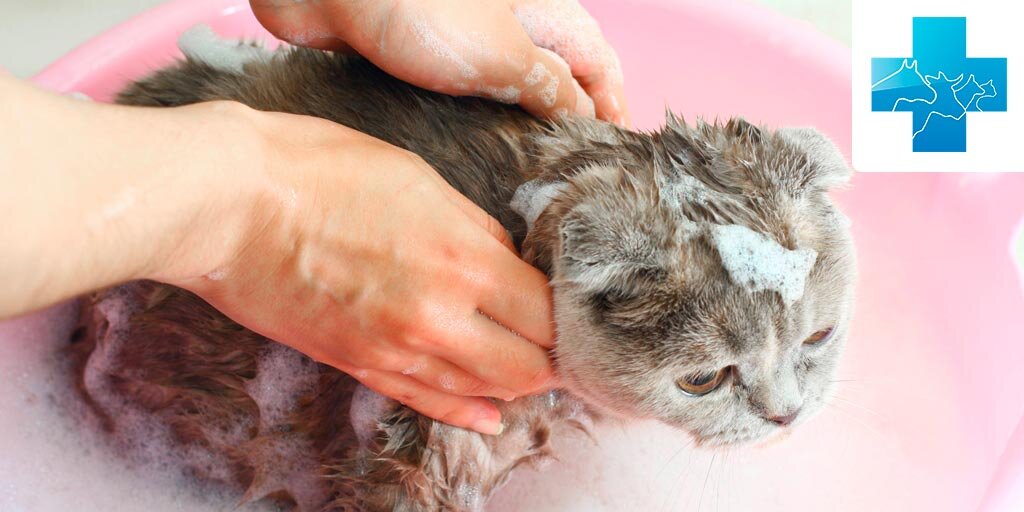 Сколько раз мыть кошку. Как мыть кошку. Как правильно мыть кошку. Алиса а можно котов мыть.