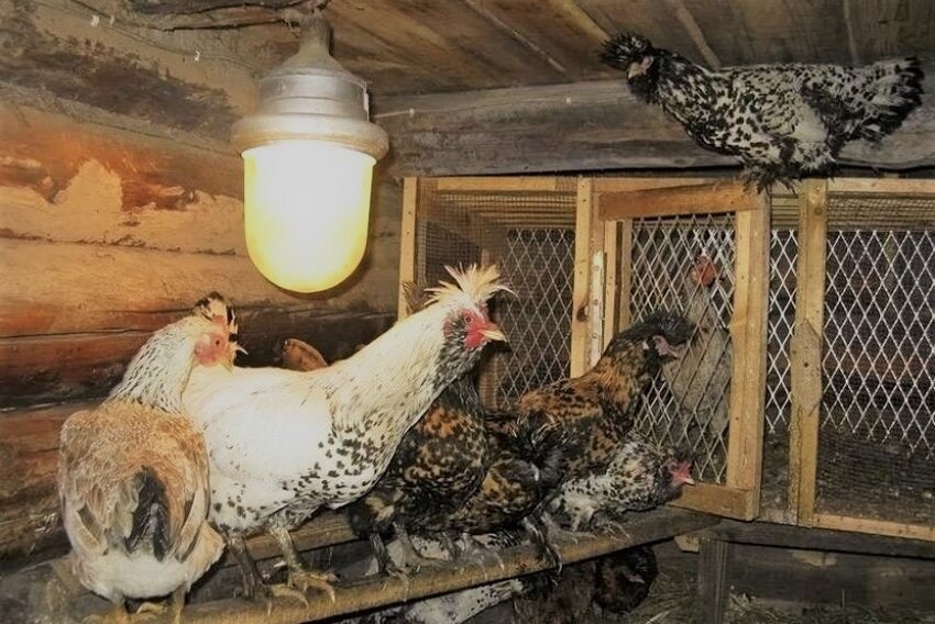 Вот реализация света в курятнике