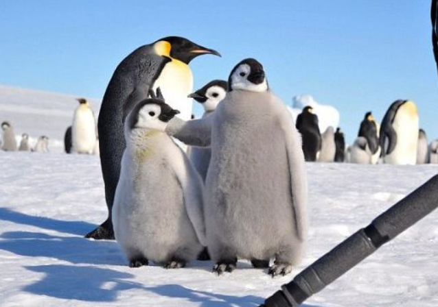 https://omoro.ru/wp-content/uploads/2017/10/pro_animals-117.jpg