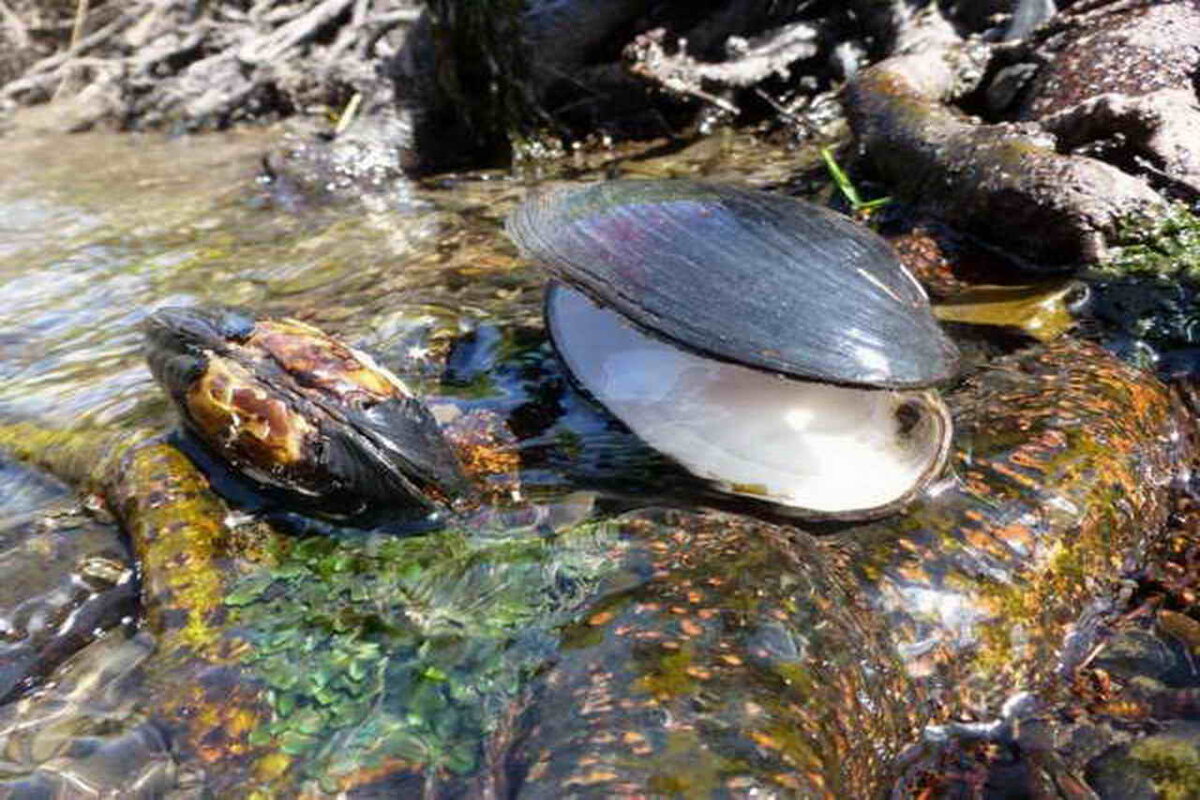 Редкая речная жемчужница, найденная в Карелии