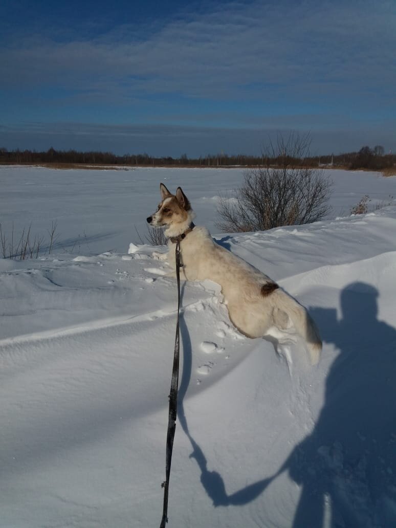 Тося смотрит, как гуляют послушные собаки.
