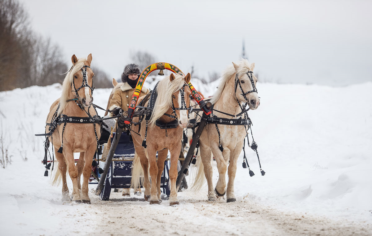 Тройка в 2017 году. Тройка лошадей. Девушка на тройке лошадей. Тройка зимой.