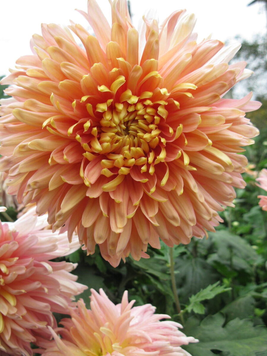 хризантема-крупноцветковая