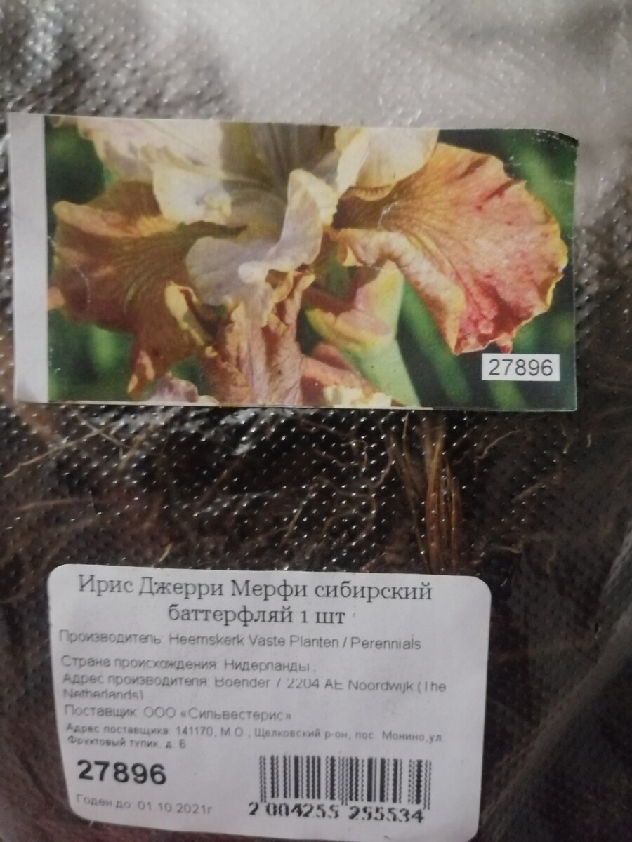 ирисы, фото автора