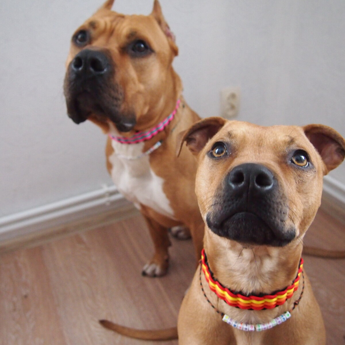 Маруся Лягушкина и Хайнц Фуфелшмерц. Мои любимые рыжики