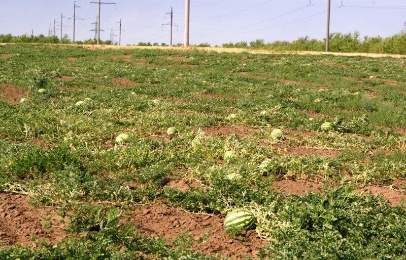 Арбузные бахчи