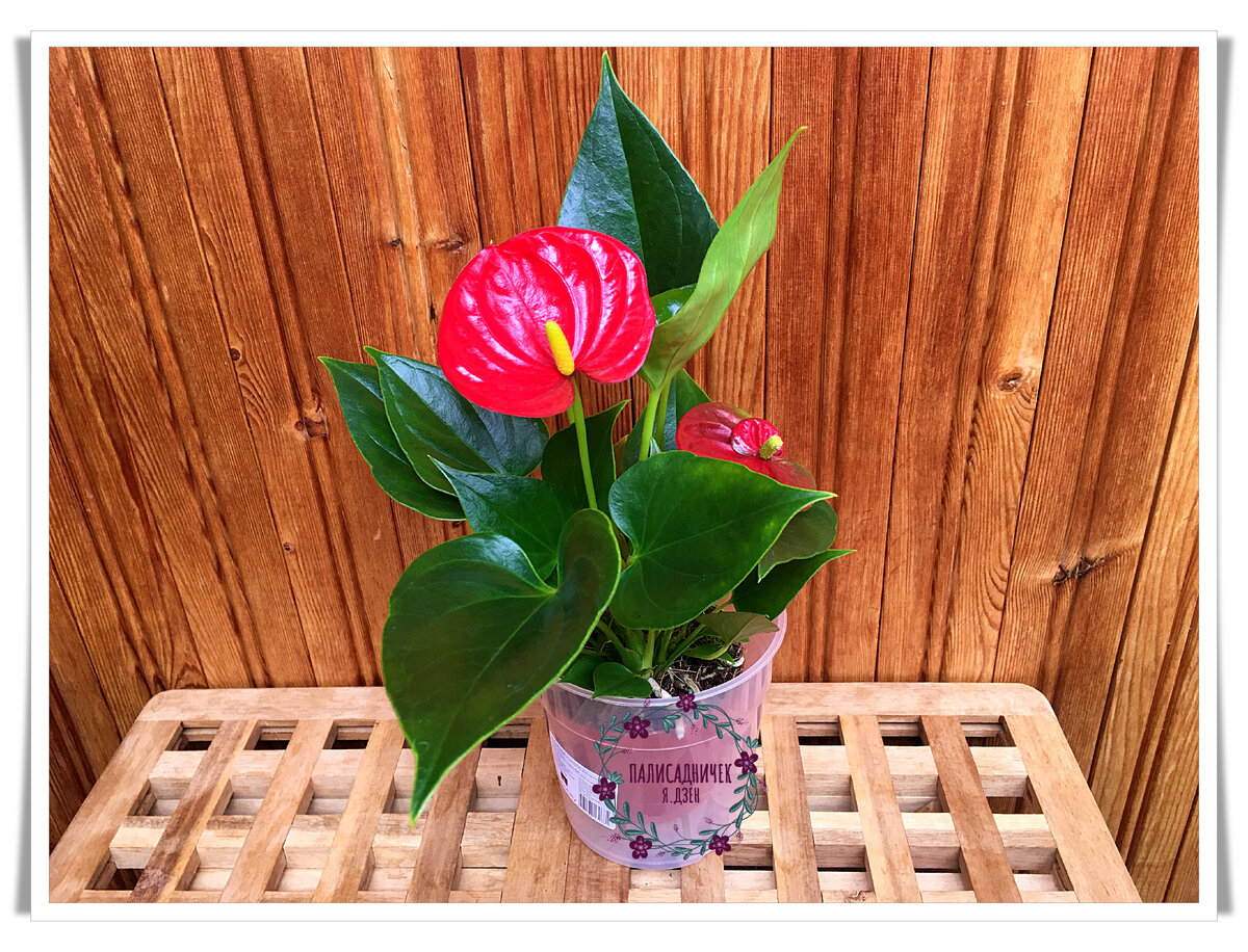 Разве можно не обожать их не не бороться за каждый?