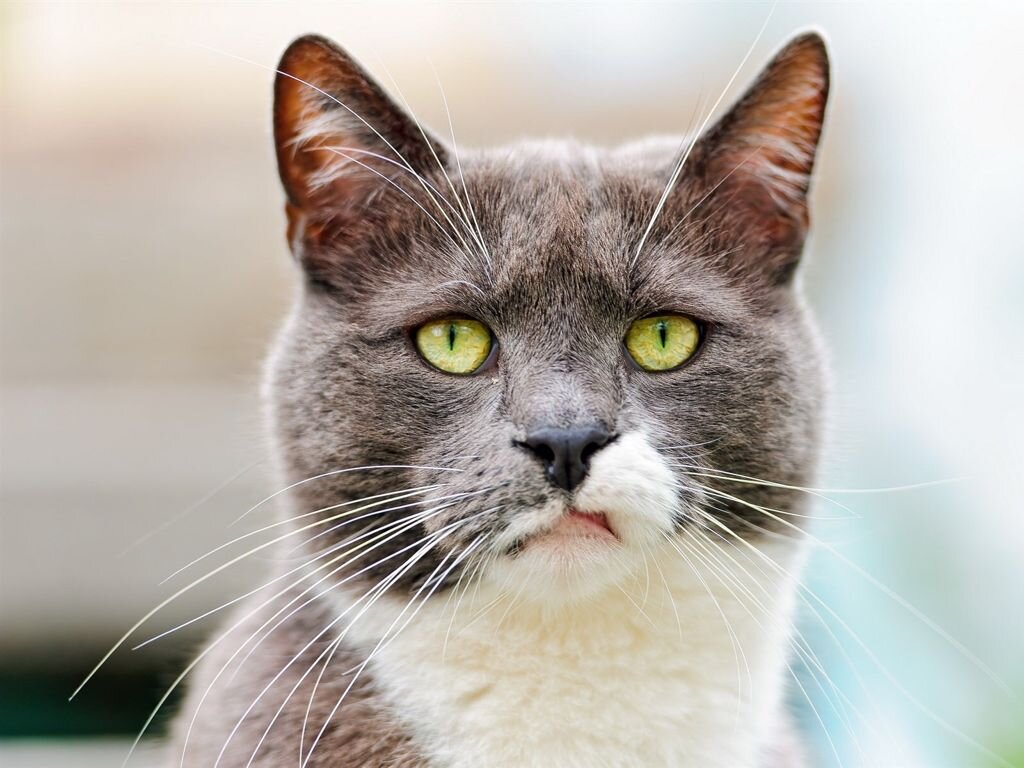 Фото: Яндекс.Картинки