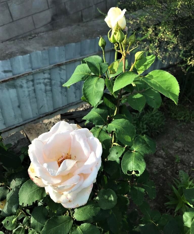 Фото Е. Островской.