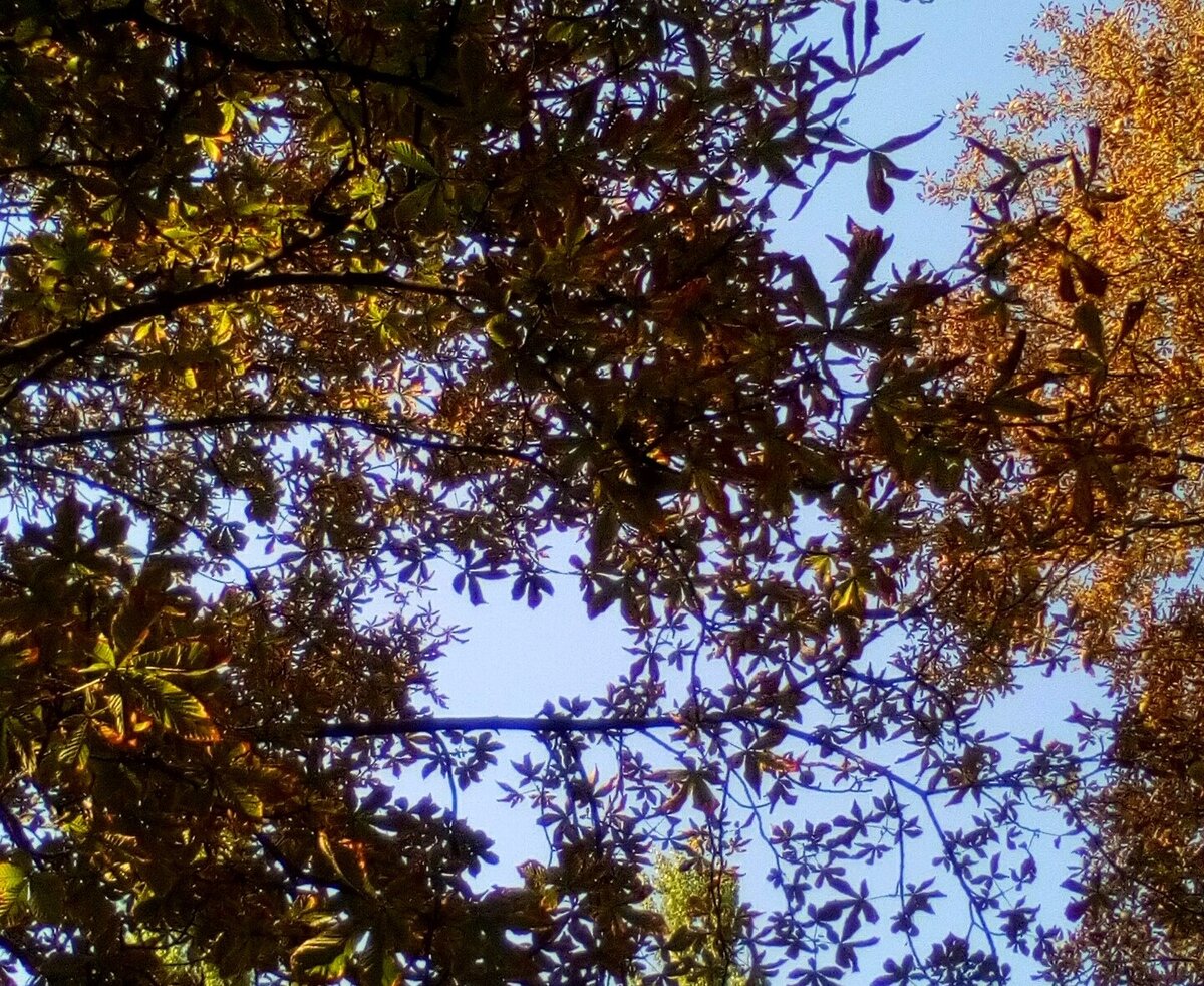 К Воздвиженью осень уже вступила в свои права и даже успела позолотить листву на деревьях 