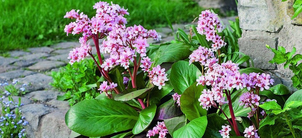 Бадан сердцелистный в ландшафтном дизайне