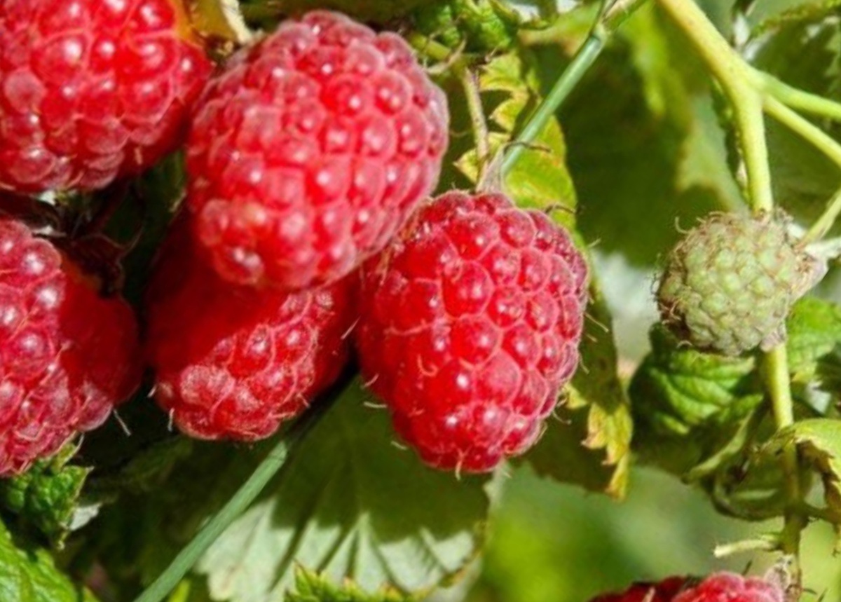 Метеор сорт малины