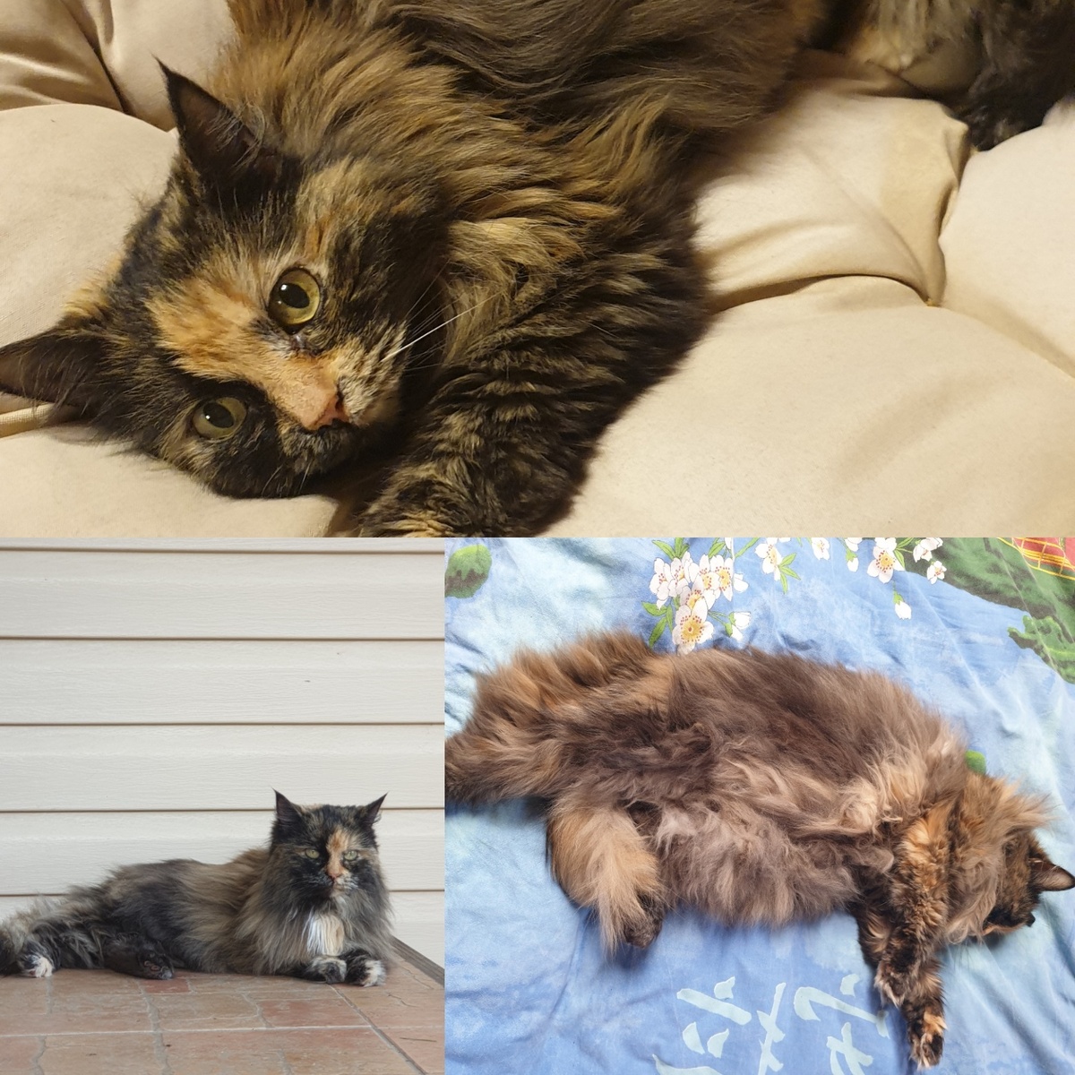 Это - моя кошка, которая переехала на дачу со мной. Она, походу, еще больше довольна дачной жизнью, чем я