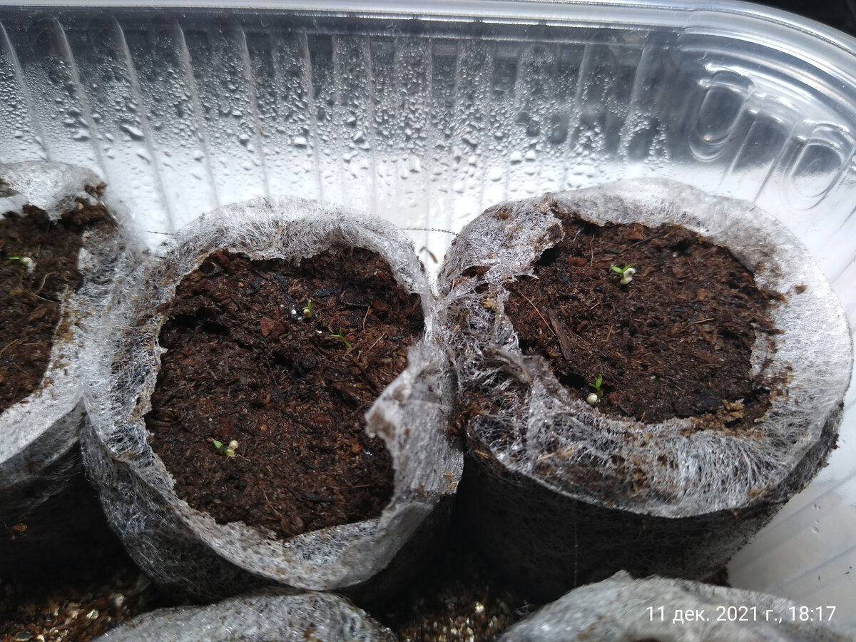 Так выглядят ростки эустомы в возрасте трёх дней после проклёвывания. 