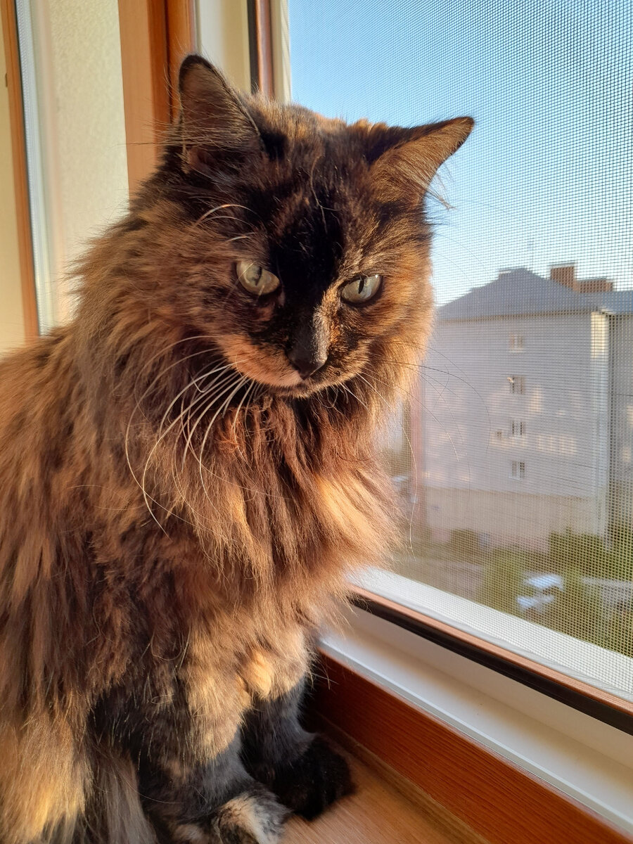 В утренних лучах