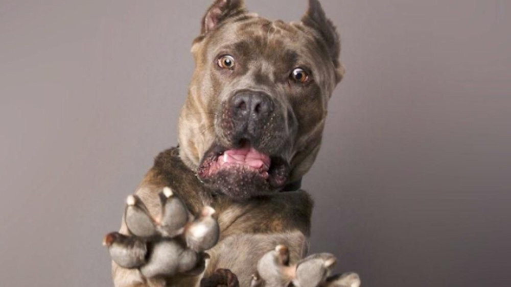 Источник фото: https://rg.ru/2017/03/11/blogery-sdelali-populiarnoj-ispugannuiu-sobaku.html