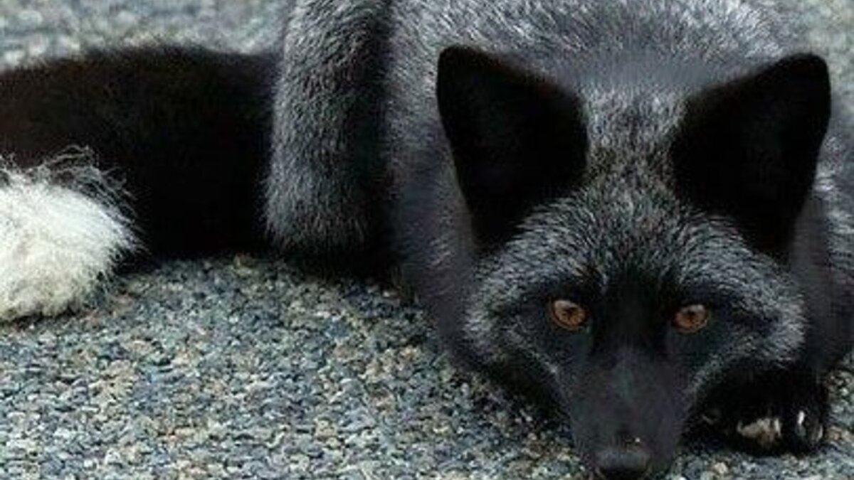 Генетики допускали к спариванию только лояльных к человеку особей