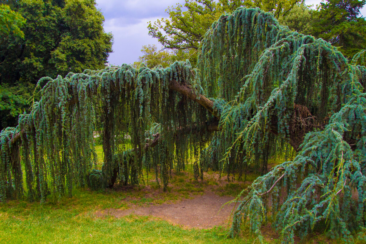 атласский кедр