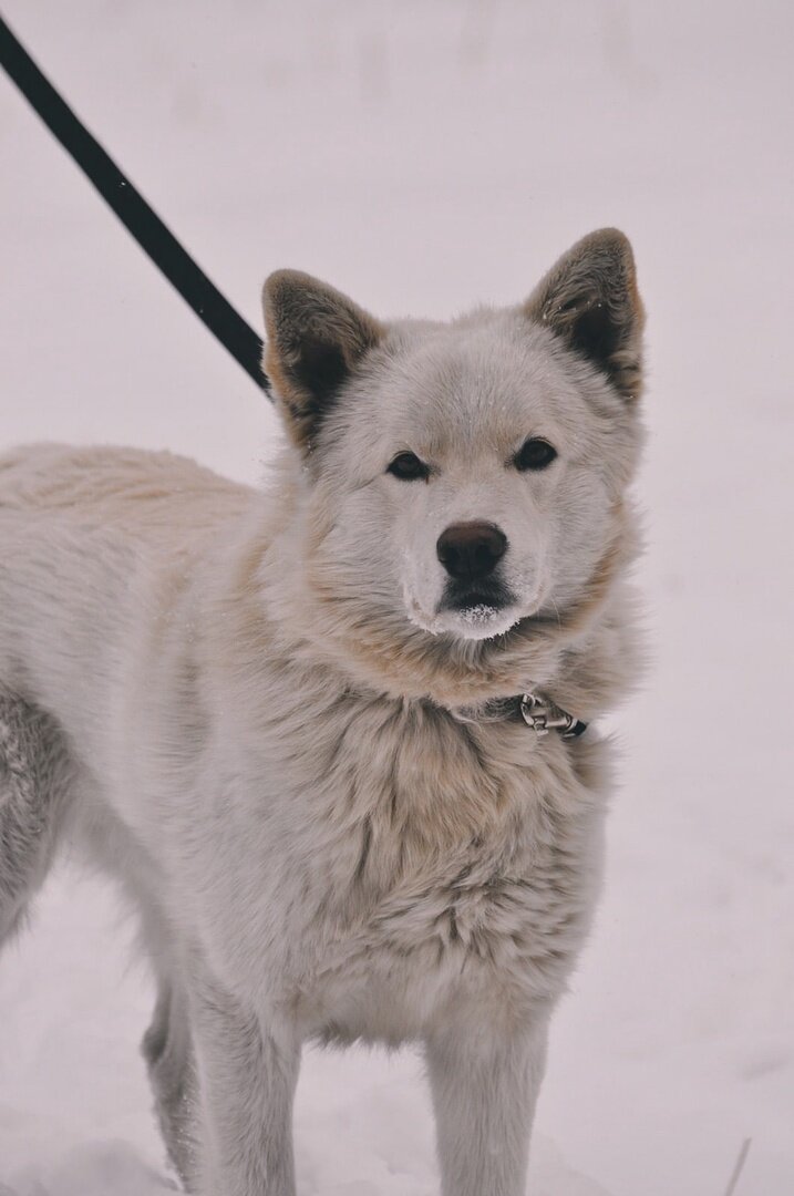 Каспер