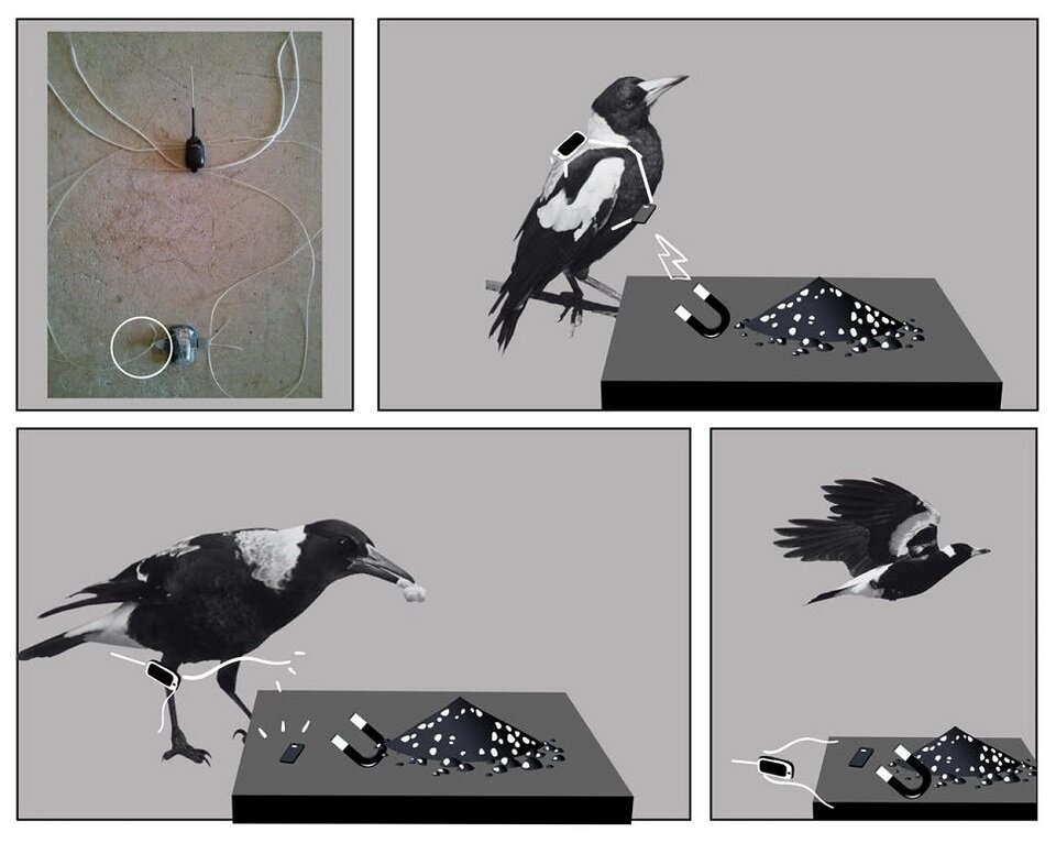 Схема инновационного трекера для отслеживания птиц. Источник: leakherald.com  